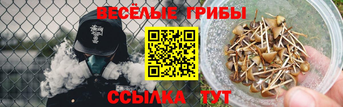 Галлюциногенные грибы Psilocybe Киров